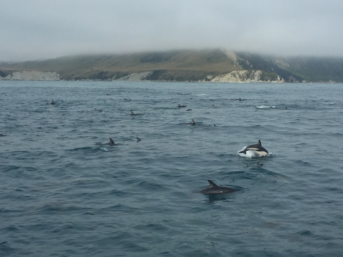 Whale Watching & Sailing in Kaikoura &&nbsp;Christchurch